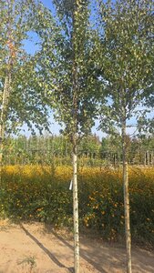 Betula p. 'Fastigiata' 12-14 Hoogstam wortelgoed 2 X verplant