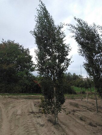 Betula p. 'Fastigiata' 18-20 cm draadkluit geveerd 3 X verplant