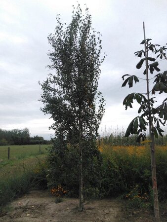 Betula p. 'Fastigiata' 20-25 cm draadkluit geveerd 4 X verplant