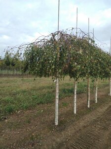 Betula p. 'Youngii' 20-25 STA WRB 3 X V