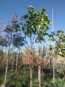 Catalpa bignonioides 14-16 Hoogstam draadkluit 3 X verplant - afbeelding 3