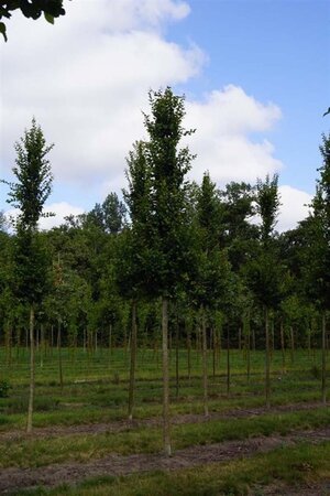 Carpinus bet. 'Lucas' 18-20 Hoogstam draadkluit 3 X verplant - afbeelding 2
