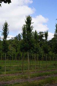 Carpinus bet. 'Lucas' 18-20 Hoogstam draadkluit 3 X verplant - afbeelding 2