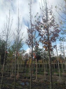 Carpinus bet. 'Lucas' 18-20 Hoogstam draadkluit 3 X verplant