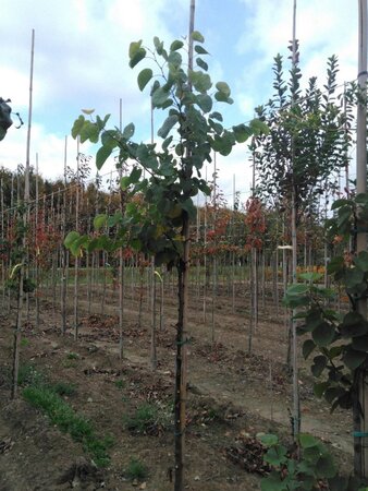 Cercis siliquastrum 6-8 Hoogstam draadkluit