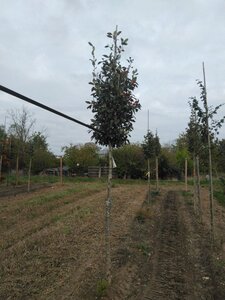 Crataegus lavalleei 'Carrierei' 14-16 Hoogstam wortelgoed 3 X verplant