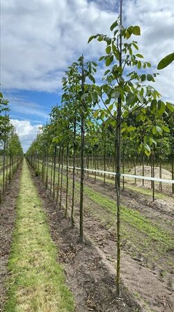 Fraxinus e. 'Westhof's Glorie' 14-16 Hoogstam draadkluit 3 X verplant - afbeelding 1