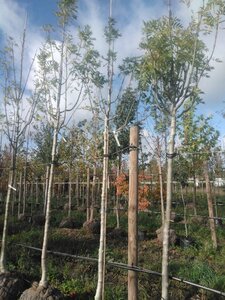 Fraxinus e. 'Westhof's Glorie' 14-16 Hoogstam draadkluit 3 X verplant - afbeelding 3