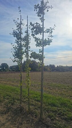 Ginkgo biloba 14-16 Hoogstam draadkluit 3 X verplant - afbeelding 1