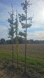 Ginkgo biloba 14-16 Hoogstam draadkluit 3 X verplant - afbeelding 1