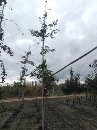 Ginkgo biloba 14-16 Hoogstam draadkluit 3 X verplant - afbeelding 3