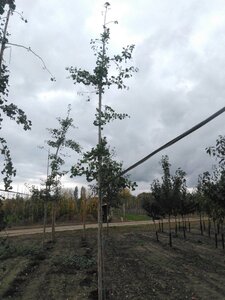 Ginkgo biloba 14-16 Hoogstam draadkluit 3 X verplant - afbeelding 3