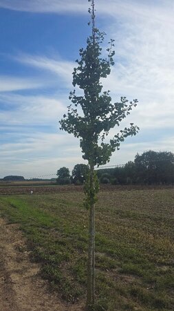 Ginkgo biloba 14-16 Hoogstam draadkluit 3 X verplant - afbeelding 2