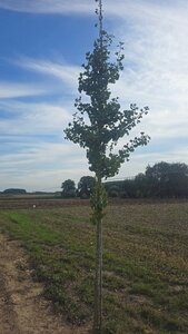 Ginkgo biloba 14-16 Hoogstam draadkluit 3 X verplant - afbeelding 2