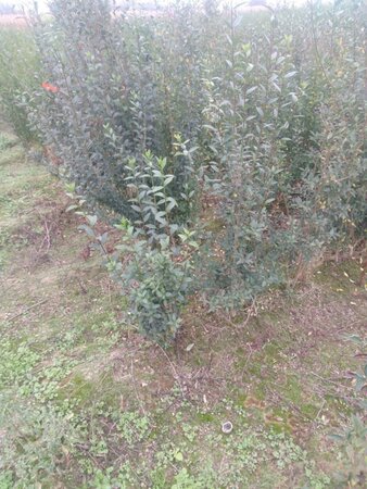 Ligustrum vulgare 60-90 cm wortelgoed 3-5 tak