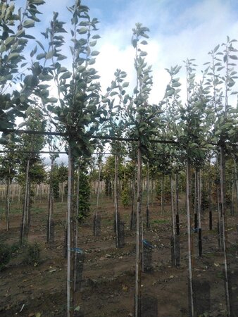 Malus d. 'James Grieve' 6-8 Hoogstam wortelgoed onder vered.