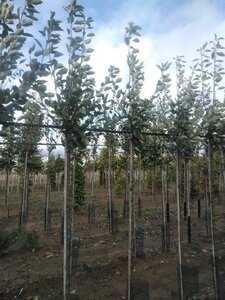 Malus d. 'James Grieve' 6-8 Hoogstam wortelgoed onder vered.