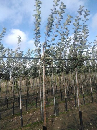 Malus d. 'Schone van Boskoop'=Goudreinette 10-12 Hoogstam wortelgoed onder vered.