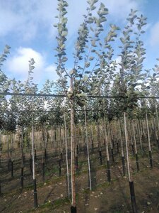 Malus d. 'Schone van Boskoop'=Goudreinette 10-12 Hoogstam wortelgoed onder vered.