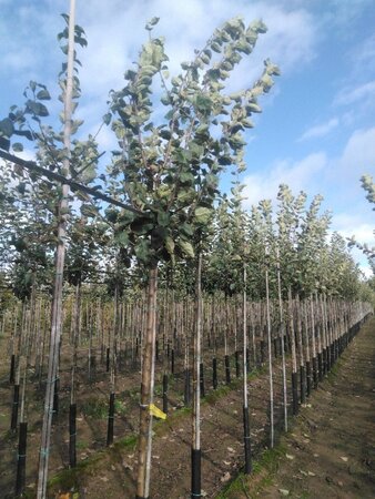 Malus d. 'Schone van Boskoop'=Goudreinette 12-14 Hoogstam wortelgoed 2 X verplant onder vered.