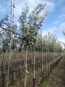 Malus d. 'Schone van Boskoop'=Goudreinette 12-14 Hoogstam wortelgoed 2 X verplant onder vered.