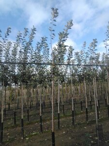 Malus d. 'Schone van Boskoop'=Goudreinette 6-8 Hoogstam wortelgoed onder vered.