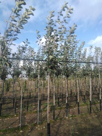 Malus d. 'Schone van Boskoop'=Goudreinette 8-10 Hoogstam wortelgoed onder vered.