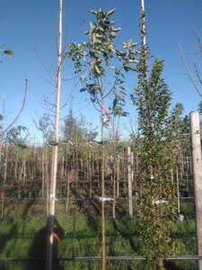 Malus d. 'Transparente Blanche' (vroeg)'=Weisser Klarapfel= oogst 8-10 Hoogstam BAG