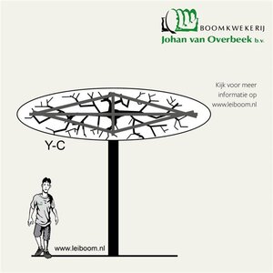 Malus 'Evereste' 20-25 Hoogstam draadkluit 3 X verplant