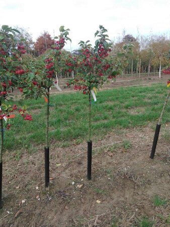 Malus 'Evereste' 6-8 Halfstam wortelgoed boven vered.