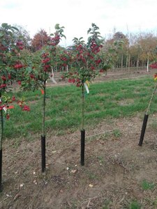 Malus 'Evereste' 6-8 Halfstam wortelgoed boven vered.