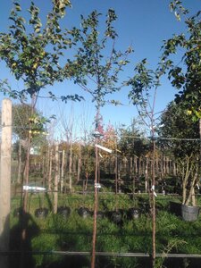 Malus 'Evereste' 6-8 Hoogstam BAG