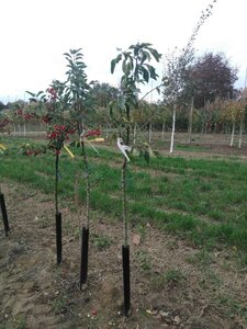 Malus 'John Downie' 6-8 Halfstam wortelgoed boven vered.
