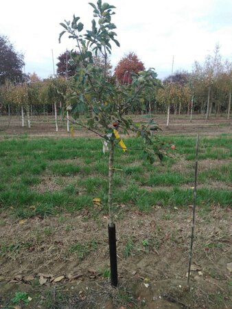 Malus 'John Downie' 8-10 Halfstam wortelgoed boven vered.