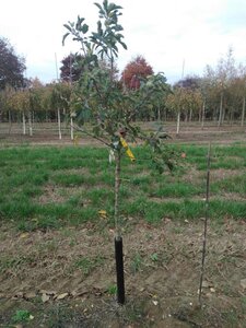 Malus 'John Downie' 8-10 Halfstam wortelgoed boven vered.