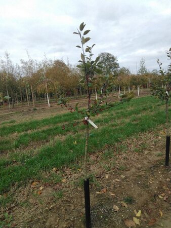 Malus 'Profusion' 6-8 Halfstam wortelgoed boven vered.