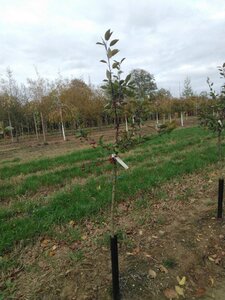 Malus 'Profusion' 6-8 Halfstam wortelgoed boven vered.