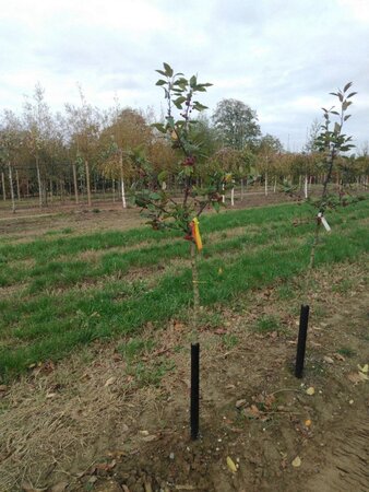 Malus 'Profusion' 8-10 Halfstam wortelgoed boven vered.