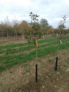 Malus 'Profusion' 8-10 Halfstam wortelgoed boven vered.