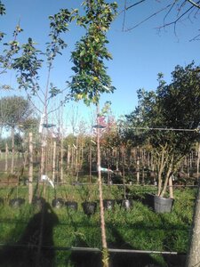 Malus 'Professor Sprenger' 8-10 Hoogstam BAG