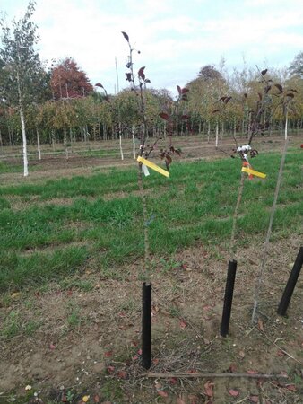 Malus 'Royalty' 6-8 Halfstam wortelgoed boven vered.