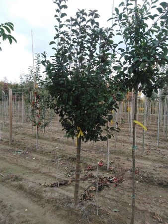 Malus 'Rudolph' 16-18 Halfstam draadkluit 3 X verplant