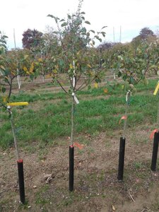 Malus 'Rudolph' 6-8 Halfstam wortelgoed boven vered.