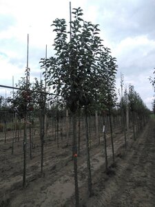 Malus sylvestris 14-16 Hoogstam wortelgoed 2 X verplant