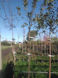 Malus sylvestris 8-10 Hoogstam BAG