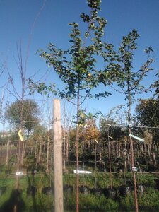 Malus toringo 'Brouwers Beauty' 8-10 Hoogstam BAG