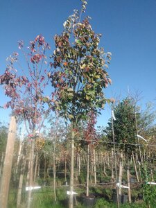 Malus tschonoskii 16-18 Hoogstam BAG