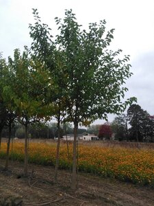 Morus alba 30-35 Hoogstam draadkluit 4 X verplant