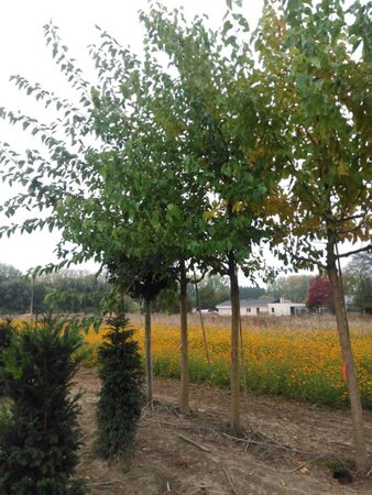 Morus alba 35-40 Hoogstam draadkluit 4 X verplant