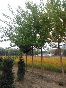 Morus alba 35-40 Hoogstam draadkluit 4 X verplant